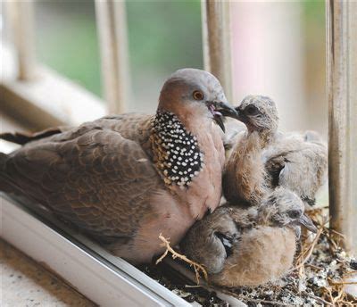 家中 飛 來 鳥|【家裡飛來鳥】家裡飛來鳥竟是吉兆？不可思議的鳥類報喜徵兆